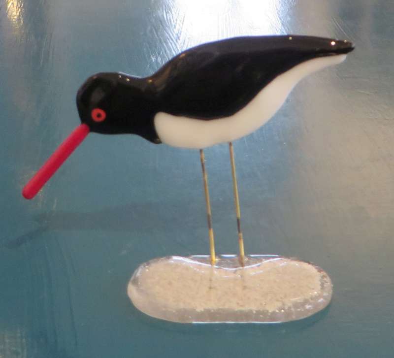 Oyster Catcher 