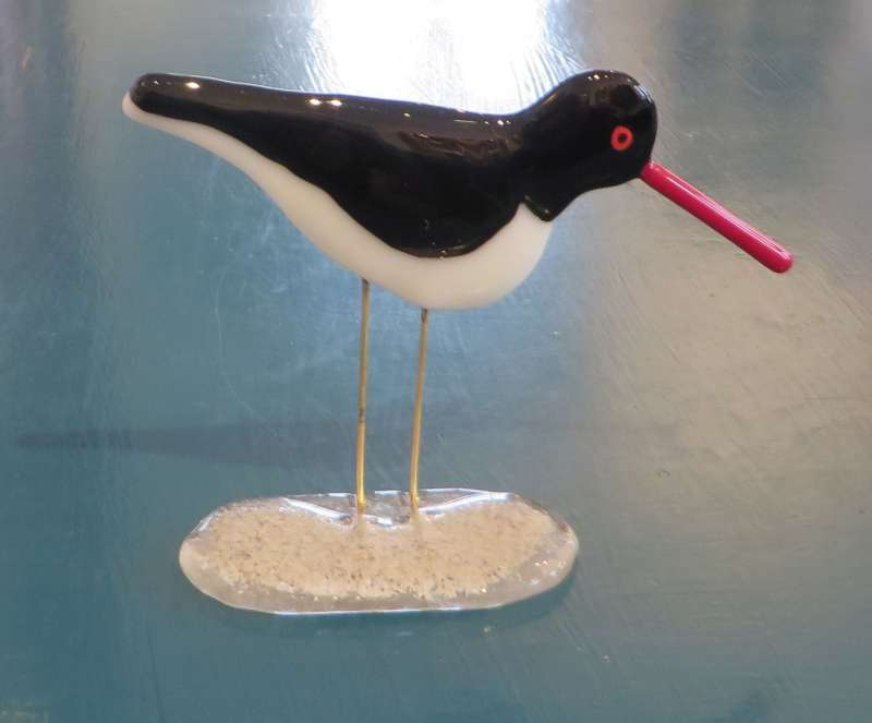Oyster Catcher 