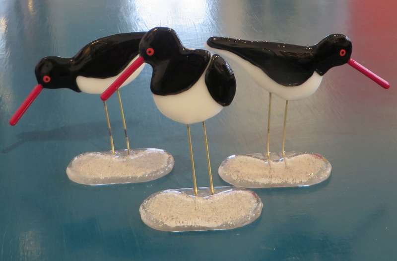 Oyster Catcher